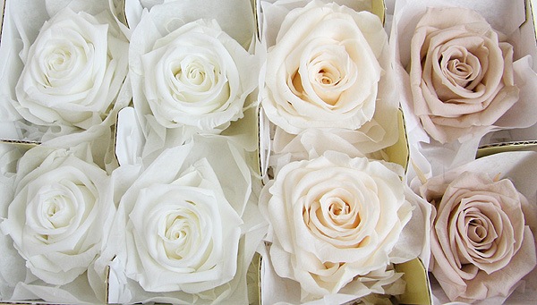 <@needs>ե륨С ǥʥꥸʥ륢(2x4) ۥ磻ȷϥߥå