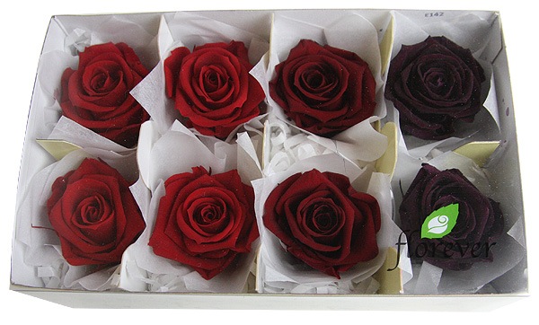 <@needs>�ե����륨�С� ��ǥ����ʥ����������ꥸ�ʥ륢������(2x4) ��åɷϥߥå���