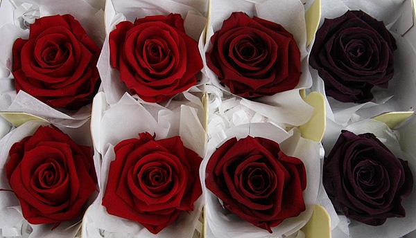 <@needs>�ե����륨�С� ��ǥ����ʥ����������ꥸ�ʥ륢������(2x4) ��åɷϥߥå���