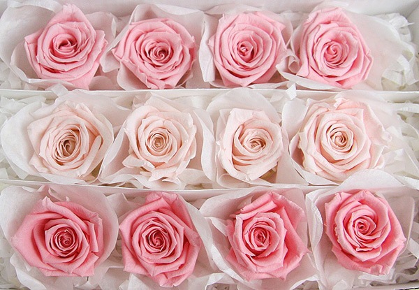 <@needs>ե륨С ٥ӡꥸʥ륢(4x3) ԥ󥯷ϥߥå