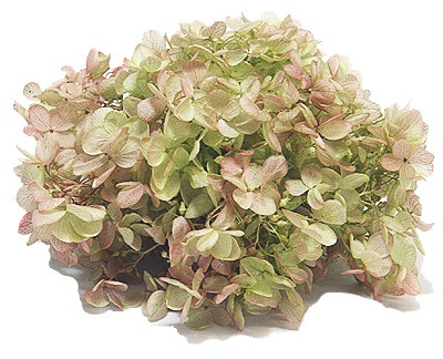 �������� �ԥ�ߥåɥ����������إå�(����ǡ�����󥫥顼) �饤�����