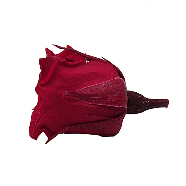 Florever �٥��ӡ�������(12) �����꡼��å�