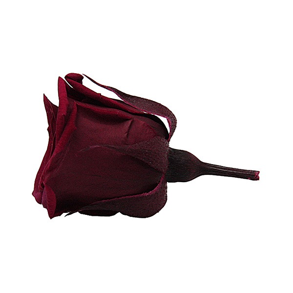 Florever, �٥��ӡ�������(12) �磻��