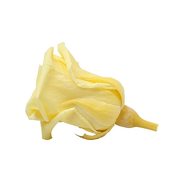 Florever �٥��ӡ�������(12) ���եȥ�������