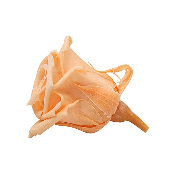 Florever �٥��ӡ�������(12) ���㡼�٥åȥ����