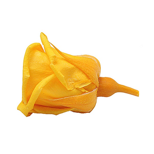 Florever �٥��ӡ�������(12) ������ǥ󥤥�����