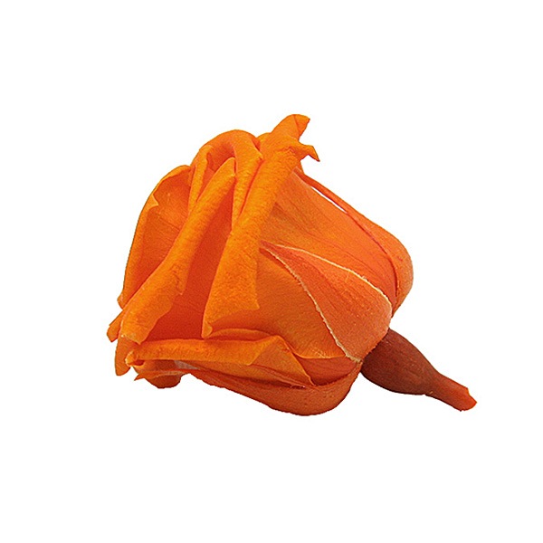 Florever �٥��ӡ�������(12) ���󥸥���󥪥��