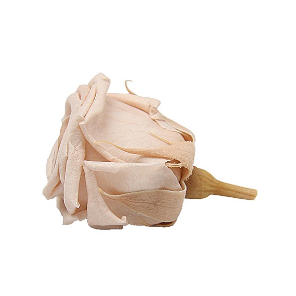 Florever �٥��ӡ�������(12) �̡��ɥԥ�