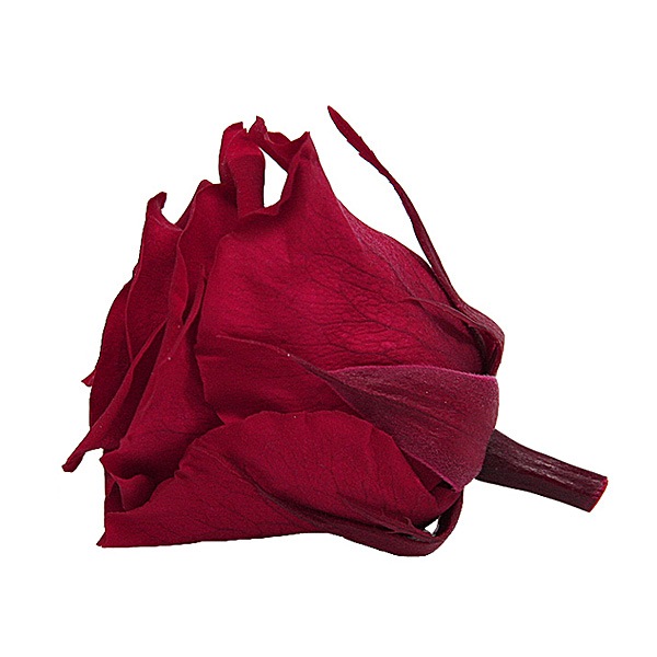 Florever ��ǥ����ʥ�����(8) �����꡼��å�