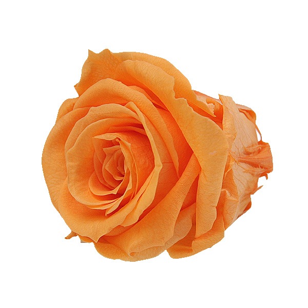 Florever, ��ǥ����ʥ�����(8) ���󥻥åȥ���󥸡�