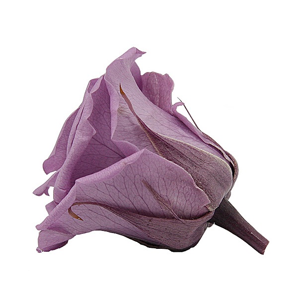 Florever ��ǥ����ʥ�����(8) ��٥����