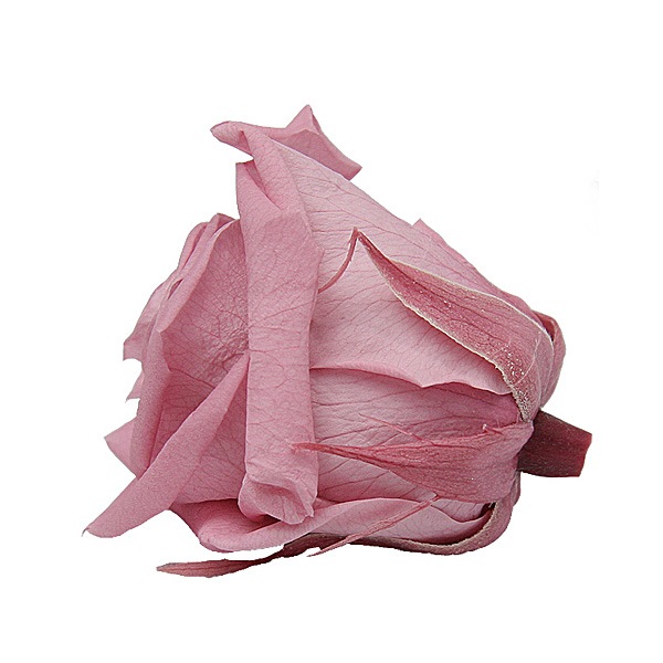 Florever ��ǥ����ʥ�����(8) �����꡼�֥��å���