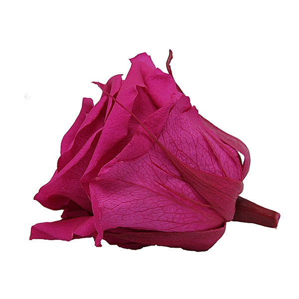 Florever ��ǥ����ʥ�����(8) �ե塼����ԥ�