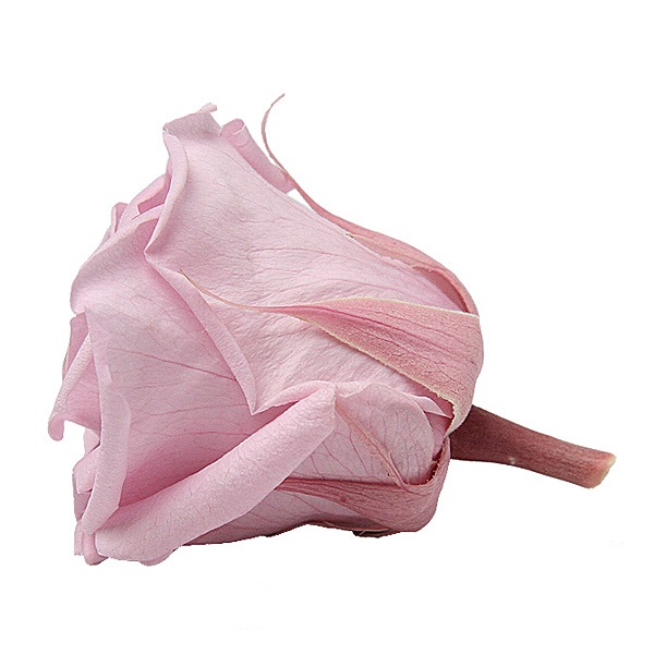 Florever ��ǥ����ʥ�����(8) ��٥�����ԥ�