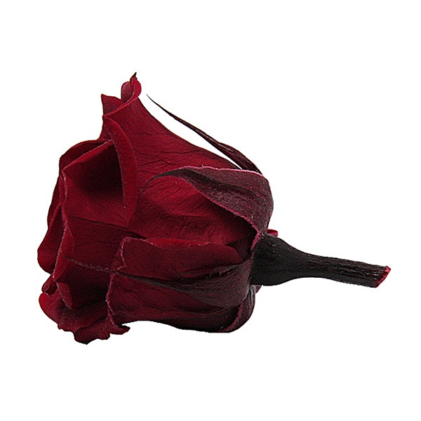 Florever ���ץ졼������(8) �磻��