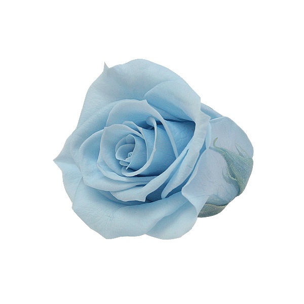 Florever ���ץ졼������(8) �ѥ������֥롼
