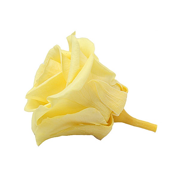 Florever ���ץ졼������(8) ���եȥ�������