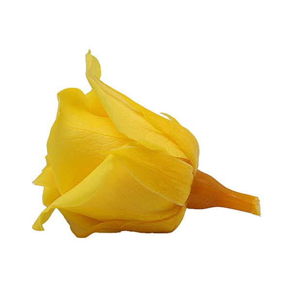 Florever ���ץ졼������(8) ������ǥ󥤥�����