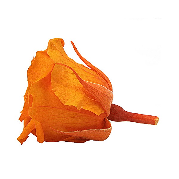 Florever ���ץ졼������(8) ���󥸥���󥪥��