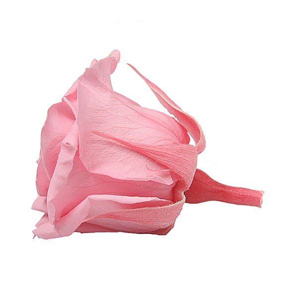 Florever ���ץ졼������(8) ���奬���ԥ�