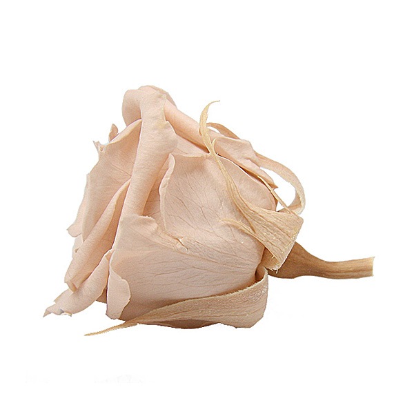 Florever ץ졼(8) ̡ɥԥ