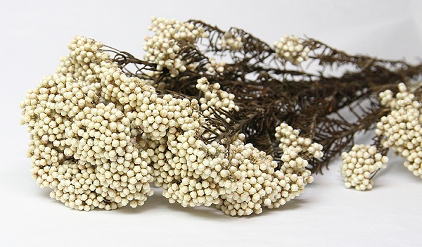 �������� �饤���ե� ��