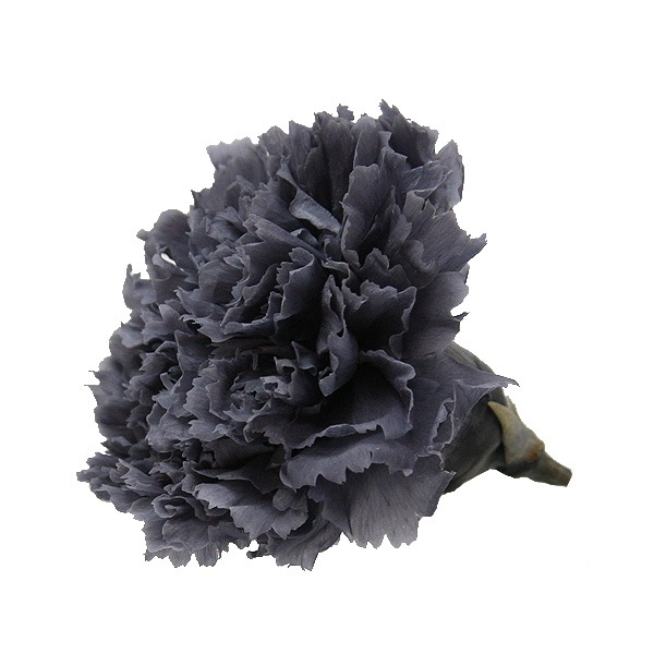 Florever �����͡������(6) ���å��奰�졼