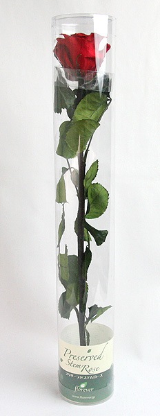 ��Outlet��Fe ����������ɥ����� ���ƥ��ա������꡼��å�