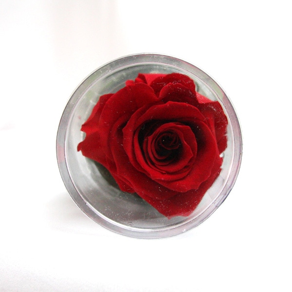 ��Outlet��Fe ����������ɥ����� ���ƥ��ա������꡼��å�