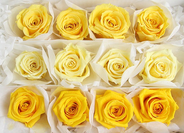 <@needs>�ե����륨�С� �٥��ӡ������������ꥸ�ʥ륢������(4x3) ���������ϥߥå���