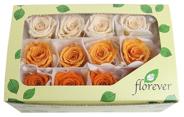 <@needs>�ե����륨�С� �٥��ӡ������������ꥸ�ʥ륢������(4x3) ����󥸷ϥߥå���