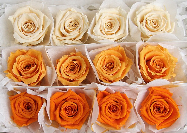 <@needs>�ե����륨�С� �٥��ӡ������������ꥸ�ʥ륢������(4x3) ����󥸷ϥߥå���