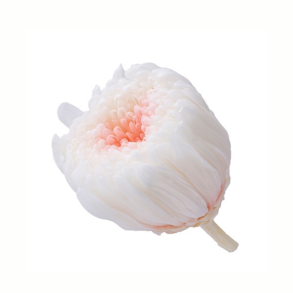 �������� �صƎ������ߥ�ե�����(9) �ۥ磻�ȥԥ�