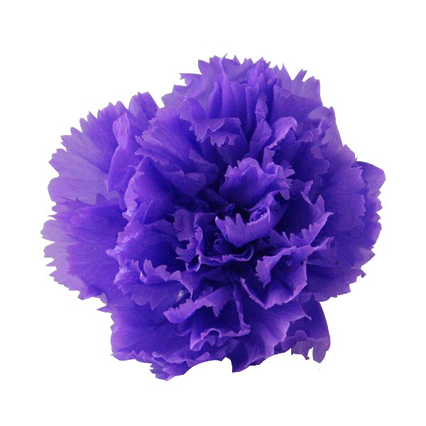 Florever �ߥ˥����͡������(12) ��������Х�����å�