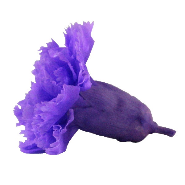 Florever �ߥ˥����͡������(12) ��������Х�����å�