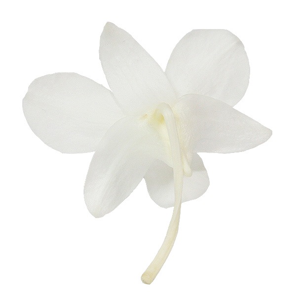 �ھ�ʬ������������ �ǥ�ե���(4) �ԥ奢�ۥ磻��