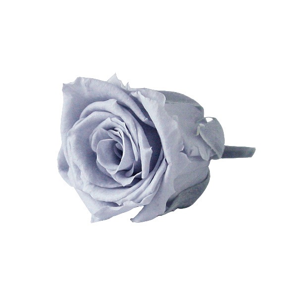Florever �٥��ӡ�������(12) ���륭�����졼