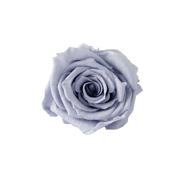 Florever �٥��ӡ�������(12) ���륭�����졼