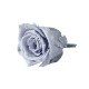 Florever �٥��ӡ�������(12) ���륭�����졼