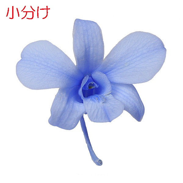 ھʬ ǥե(4) ٥ӡ֥롼