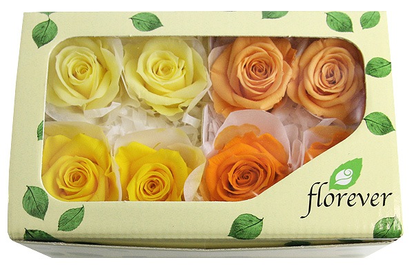 <@needs>ե륨С ץ졼ꥸʥ륢(2x4) /󥸷ϥߥå