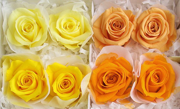 <@needs>ե륨С ץ졼ꥸʥ륢(2x4) /󥸷ϥߥå