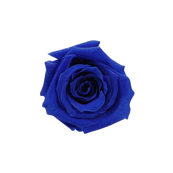 Florever �٥��ӡ�������(12) �����֥롼