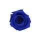 Florever �٥��ӡ�������(12) �����֥롼