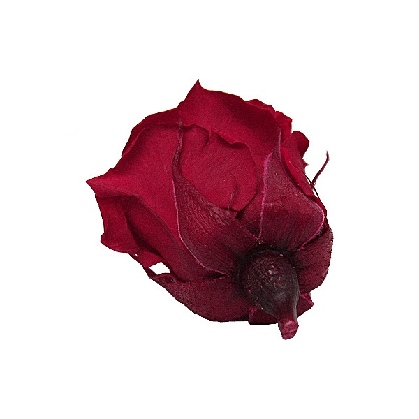 Florever �٥��ӡ�������(12) �����꡼��å�