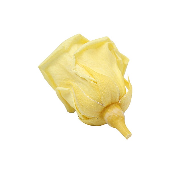 Florever �٥��ӡ�������(12) ���եȥ�������