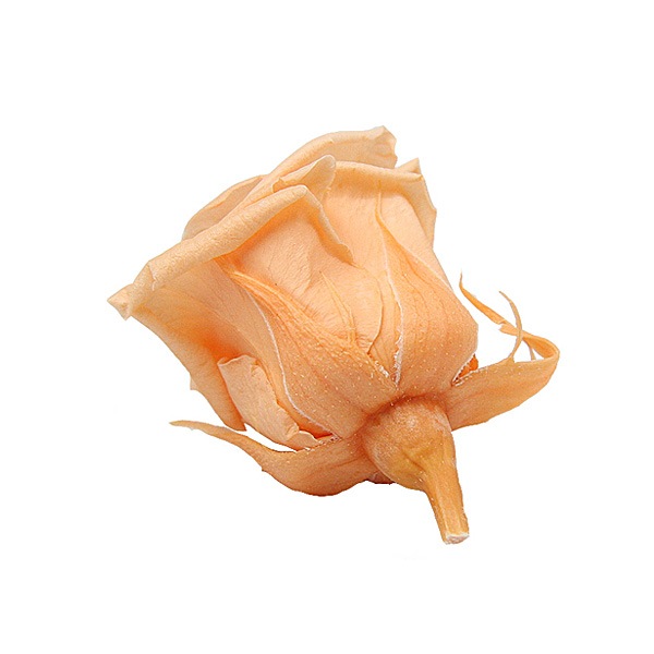 Florever �٥��ӡ�������(12) ���㡼�٥åȥ����