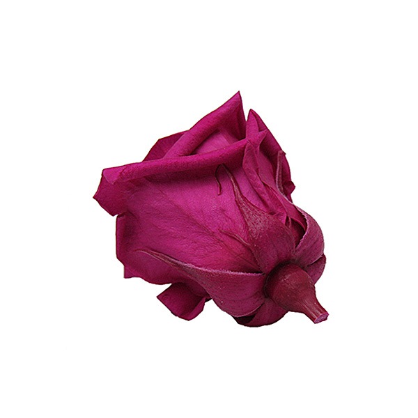 Florever, ٥ӡ(12) ե塼ԥ