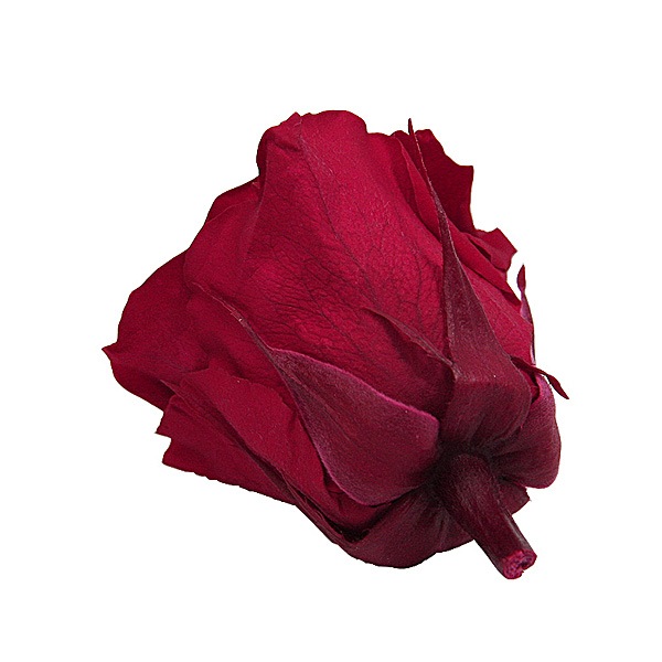 Florever ��ǥ����ʥ�����(8) �����꡼��å�