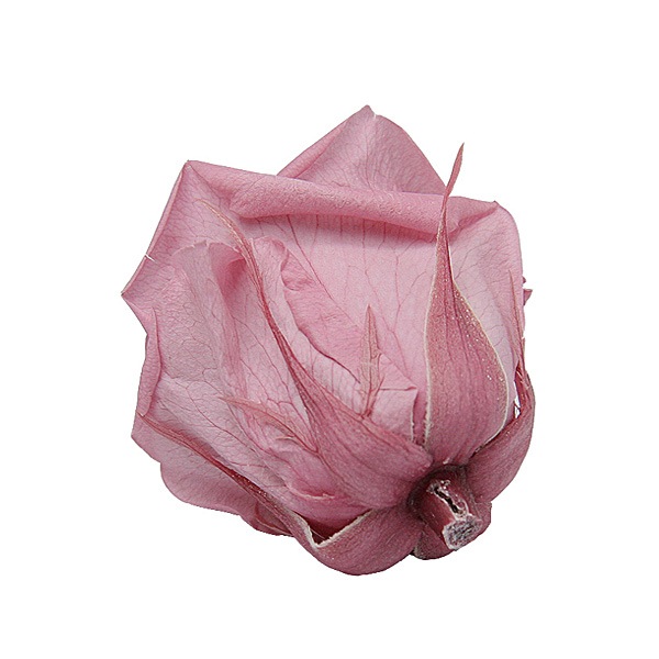 Florever ��ǥ����ʥ�����(8) �����꡼�֥��å���